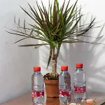 Hotel Piedra Paloma Estepona
